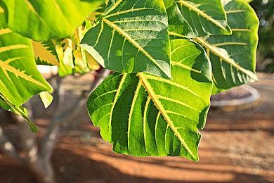 Capcom新年致辞重申《生化8》将有DLC